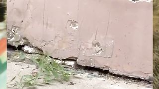 cute cat funny - part 13