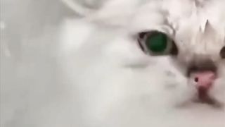 Funny animals cats