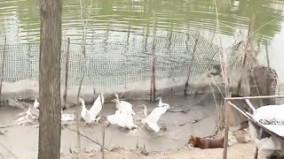 Huskies attack on Duck
