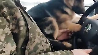 Ukrainian military taught a German shepherd puppy to drive a car