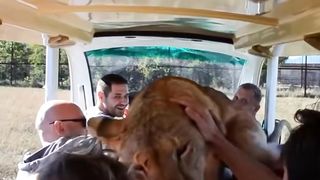 Lion hugging tourists