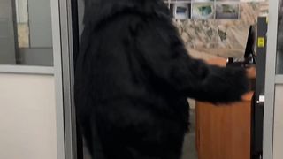 The hippopotamus cat in Saint-Petersburg