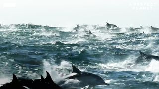 Orca's Extraordinary Hunting Technique | A Perfect Planet BBC Earth
