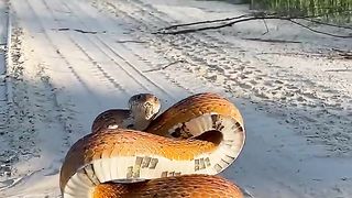 Corn Snake Poses For The Camera