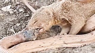 Mongoose vs Yellow Snake