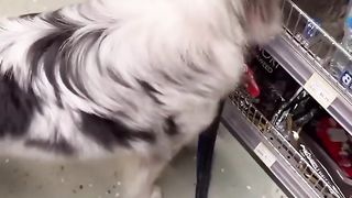Chief Dog
