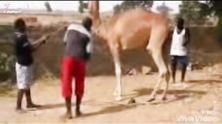 Camel fight back