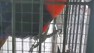 My parrot but the sound is a cat
