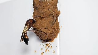 Amazing videos vol 632