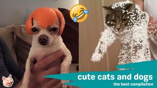 Funny Animal Videos Compilation Funniest Cat And Dog I Best Cats And Dogs 2024 #1