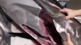 Keahlian memotong ikan