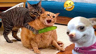 Fun I est Cats and Dogs vidéos
