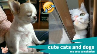 Best Funny Cat And Dog Clips Funniest Animal Videos Compilation I Best Cats And Dogs 2024 #2