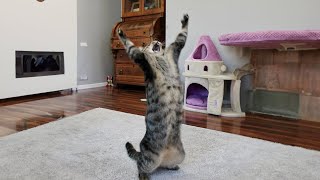 Funnies Cats ????