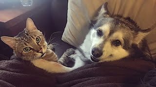 My friends Cats and dogs are so funny