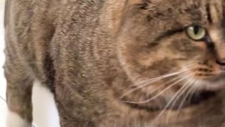 Barsik Cat