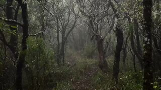 Forever wandering through the misty forest #folkscenery #earthfocus #nature #madeira #moodydays #rain #wald