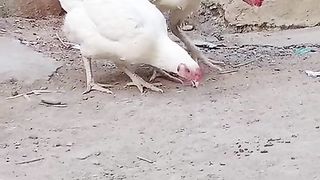 White pair for sale
