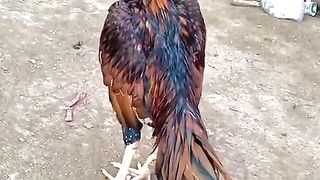The standing murga