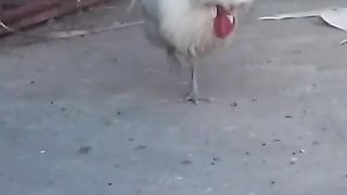 Come here o ay