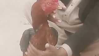 Look at this aseel rooster