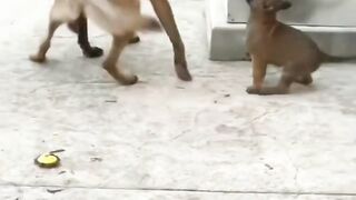 Crazy Puppy