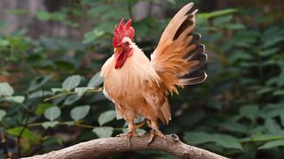 Rooster chicken chick