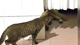 Funny animals ????