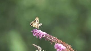 Butterfly dovetail insect