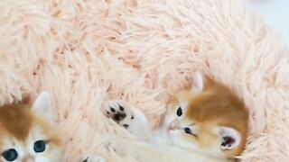 Cat fanny
