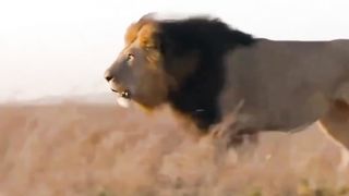 Forest King