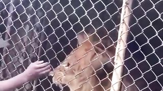 TEASING A LION IS BAD.
