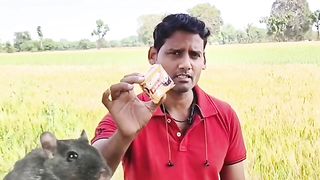 चुहों से परेशान है अपनाए यह जुगाड