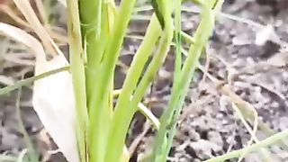लहसुन कंद उगने और फटने की समस्या