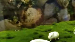Amazing videos vol 635