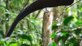 Cendrawasih paruh sabit hitam