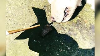 Funny dogFunny dog