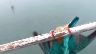 Burung kolibri yang terjebak
