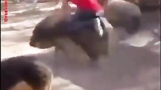 PIG--RIDERS.