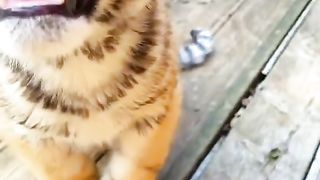 anak harimau ????
