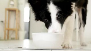Dog drinking pet