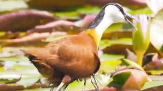 Anak burung pura" mati untuk mengelabui pemangsa