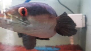 The big fish snake head