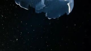 سمندری مخلوقات