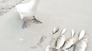 Pelican's Unique Feeding Behavior