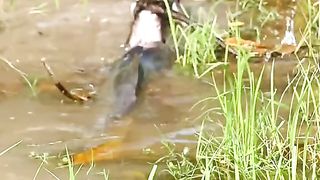 The baby monkey's feet are eating catfish