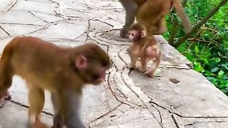 cute baby monkey playing with his brother