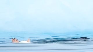 Pinguin ini berhasil kabur dari anjing laut