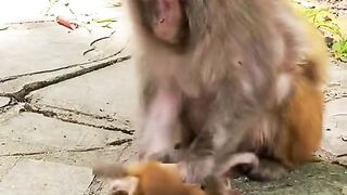 the baby monkey cries thirstily for mother's milk