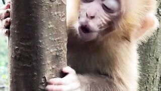 little monkey baby crying at his mother's home
